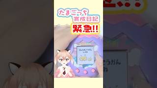 大変！初の電池切れ！新しい電池に交換します！ #たまパラ
