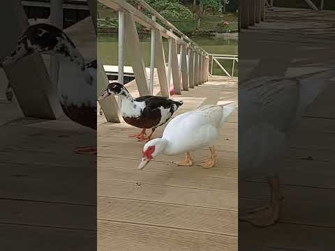 #duck #ducks #duckadventures #ducky #duckrescue #duckling