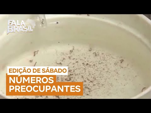 Brasil registra quatro mortes por dengue no início de 2025; 55 mil casos da doença foram confirmados