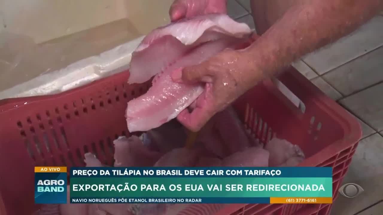 Preço da tilápia no Brasil deve cair com tarifaço