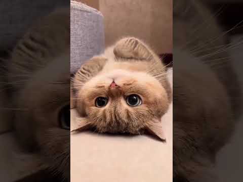 Adorable Cat Compilation: Cuteness Overload! 😻
