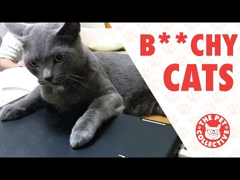 Bitchy Cats | Funny Cat Compilation 2017 - UCPIvT-zcQl2H0vabdXJGcpg