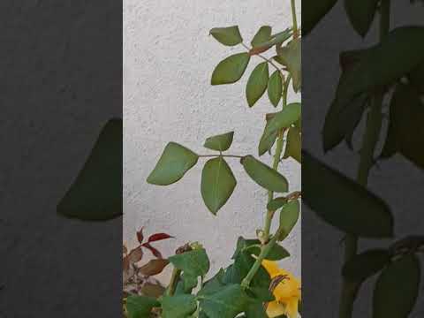 #rose #flowers #nature #photography #naturephotography #photooftheday #gardening #plants #love