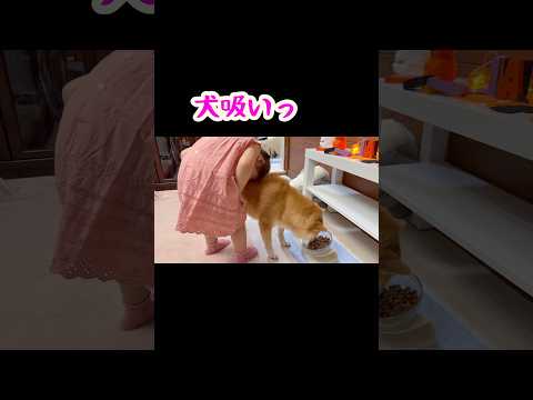 ご飯中は流石に嫌みたい😓#柴犬 #豆柴#dog#shibainu#shorts