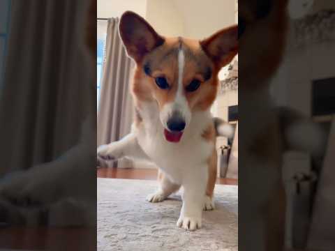 Super Dog Dance 🐕😂 #dog #dogdance #puppydance