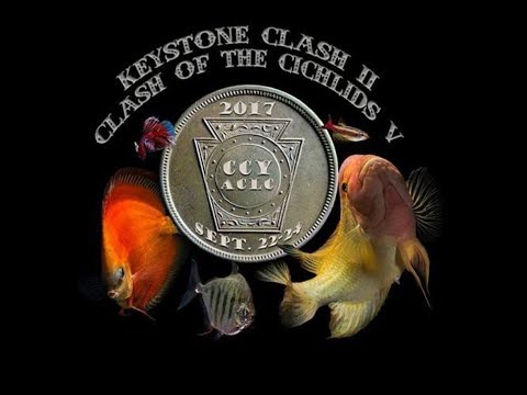 Keystone Clash Promo All about the 2017 Keystone Clash presented by the Cichlid Club of York and the Aquarium Club of Lan