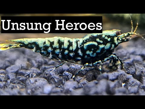 Unsung Legends of the Shrimp Hobby Join
https_//www.youtube.com/channel/UCzmxPBBXlxxQhbTDRwyqaow/join

Behind every shrimp competition 
