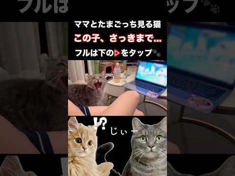 猫の動画サムネイル - 貴重な映像が撮れました#shorts #猫 #猫好きさんと繋がりたい