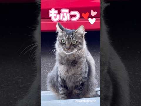 おれのトリコに　野良ママ猫ver  #野良猫　#ママ猫