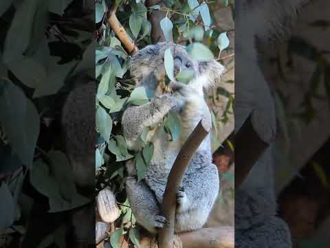 Koala Enjoying A Eucalyptus Lunch