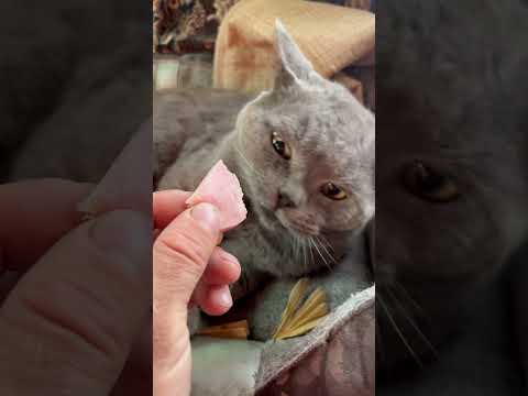 Котик отрабатывает свою пайку