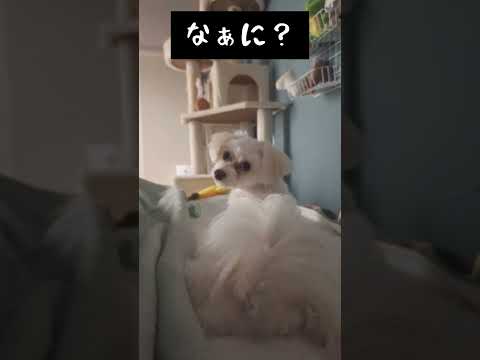 名前呼んだらすぐこっち見てくれる犬が愛おしい… #かわいい #犬