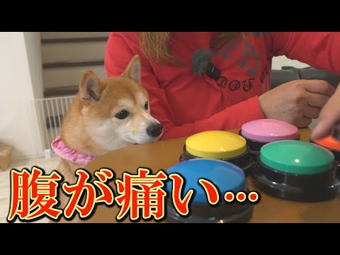 犬の動画サムネイル - 謎のおもちゃで遊ぶ柴犬達に、絶対爆笑するので観て下さい。