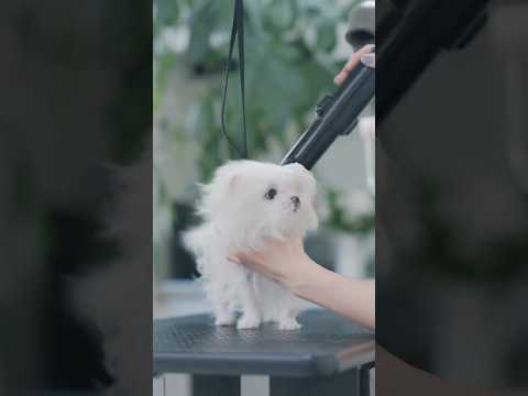 こんなに可愛い子犬見たことありません！/ I've Never Seen a Puppy This Cute! #トリミング #子犬 #asmr #puppy  #犬のいる暮らし #dogshorts