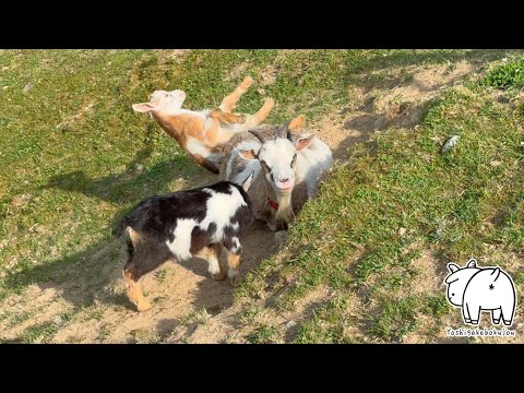 子ヤギに起きた悲劇　2025年6月8日　吉がけ牧場　#goat