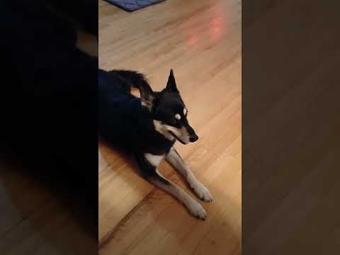 Nouvelle pensionnaire pour 2 jours. Lilly Bordercolley 1 ans. je l'adore 🫶🐕🚀