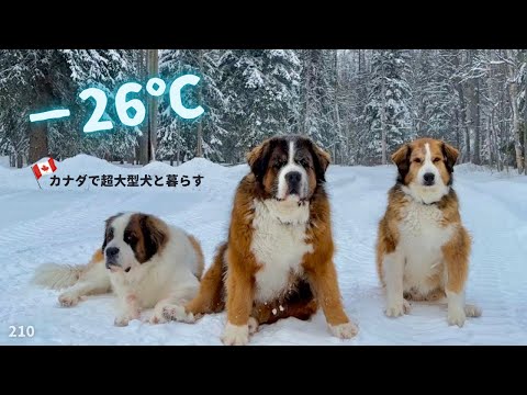 −26℃／氷点下の犬散歩【超大型犬3頭とカナダで田舎暮らし】