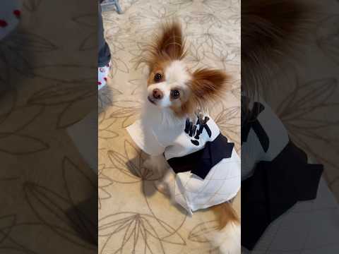 犬用の柔道着を買ってみた🥋 #shorts