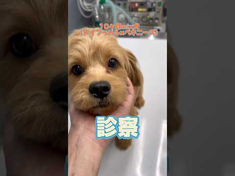 下痢を10回以上して食欲がない10ヶ月のmix犬が動物病院にやってきた！