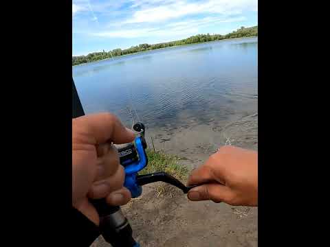 Rainbow trout fish catch of the day #rainbowtroutcatch