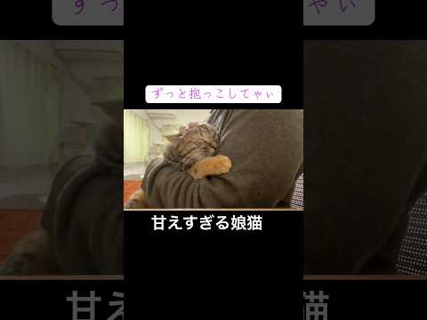 甘えん坊娘猫、甘えすぎて大変なことになる #cat #猫 #ねこ #animal #cute #猫のいる暮らし #shorts
