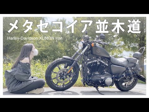 【バイク女子】夏の終わりのメタセコイア並木道