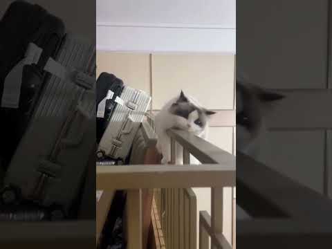 Cat video ! cat voice ! cat sound ! cat meowing #shorts #youtubeshorts #cat #cats #catsound