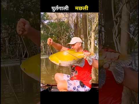 पुर्तगाली मछली 😱 #aivideo #fishing #fascinatinginformation #amazingfacts #facts #youtubeshorts