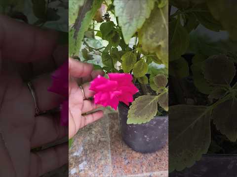 तो भैया जो लोग #gardenplants #houseplants #ytshort #flowers #gardening