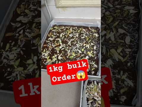 1kg crinkle top Nuts brownie✅order super ah finish panniyachi#brownieorder#bakingstories#sweetrecipe