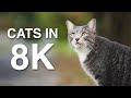 8K Cat Video. [Sony A1 8K Footage]