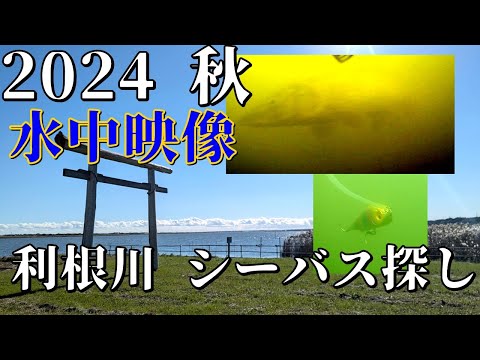 【水中映像】2024 秋の利根川でシーバス探し ワスプスラロームとミドルアッパーJrの水中での動きをチェックしてみる#利根川 #水中アクション映像