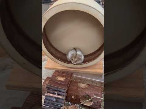 #hamsters #brienneoftarth #gameofthrones #funnyshorts