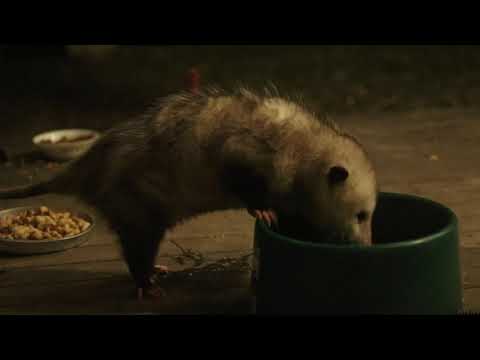Possum on Porch, drinks water