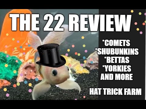 SHUBUNKIN AND COMET GOLDFISH 🥳 THE 22 REVIEW  HI EVERYONE,

 I'M SHARING A QUICK OVER VIEW OF ALL THE VIDEOS THAT I POSTED IN 2022. I SHOW SOME  F