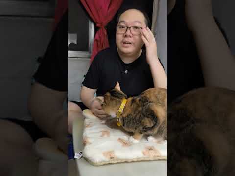 review selimut kucing Pawsitive Vibes