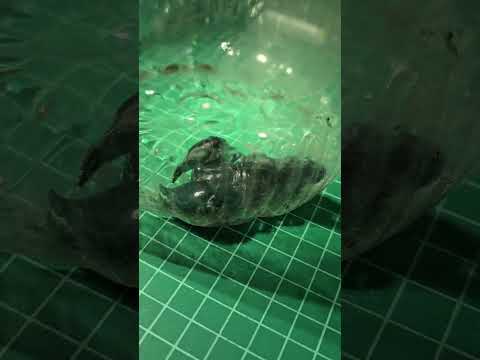 Big scorpions anyone?