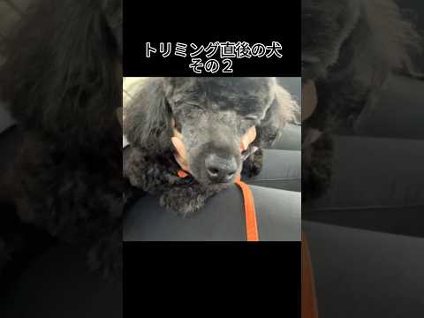【犬あるある】トリミング直後の犬 その２ #トイプードル #犬 #かわいい #癒し #見て #犬のいる生活 #多頭飼育