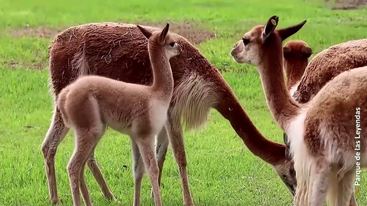 Baby animals in Peru zoo help celebrate Mother’s Day