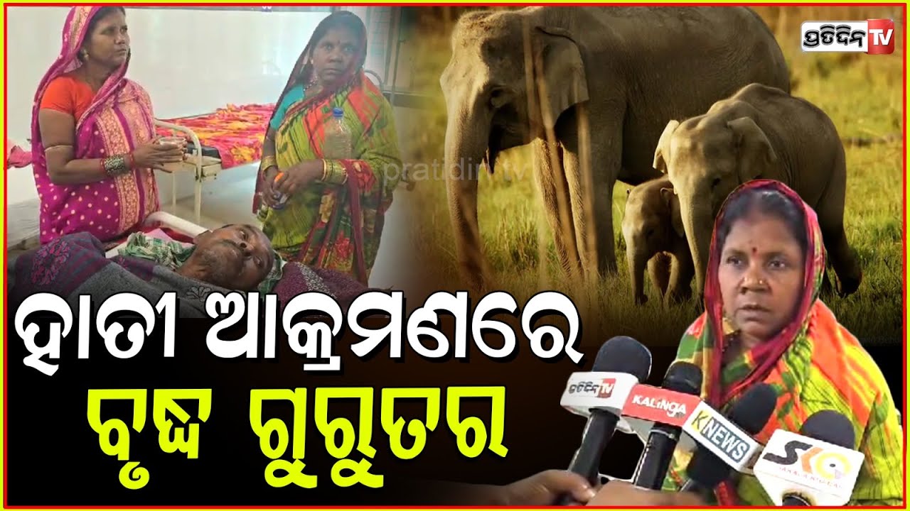 ଗଞ୍ଜାମ ଘୁମୁସର ଜଙ୍ଗଲରେ ହାତୀ କଚାଡ଼ିଲା ! Elderly man hurt in elephant attack, Ganjam ghumusar forest.