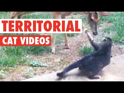 Territorial Cat Videos || Funny Pet Compilation - UCPIvT-zcQl2H0vabdXJGcpg