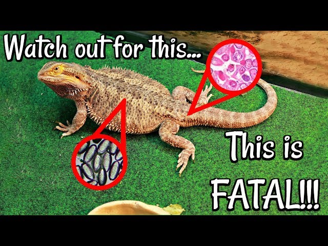 How Long Can A Bearded Dragon Live With Parasites?