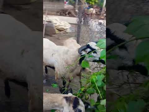 #viral #trending #nature #villagelife #agriculture #telugu #automobile #farming #song #ap #pottellu