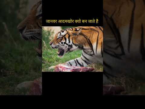 देखिए कैसे जानवर आदमखोर बन जाते है 😱 Janwar Kyo Aadamkhor Ban Jate Hai | #animals #shorts