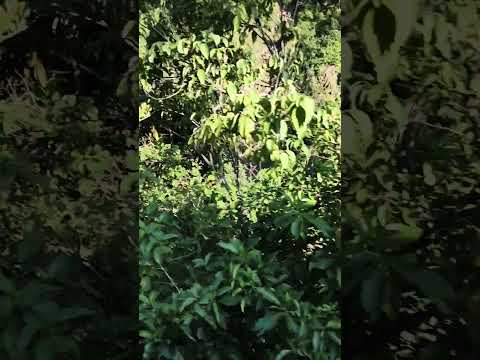 morning with sun..#weather #sunrise #rainyweather