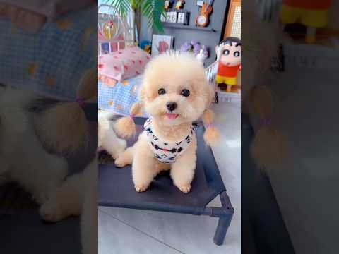 Cute dog. #shortsshorts #viralshort #viralvideo #funydog1010 #poodle #usadogs #cutepuppy #funny #dog