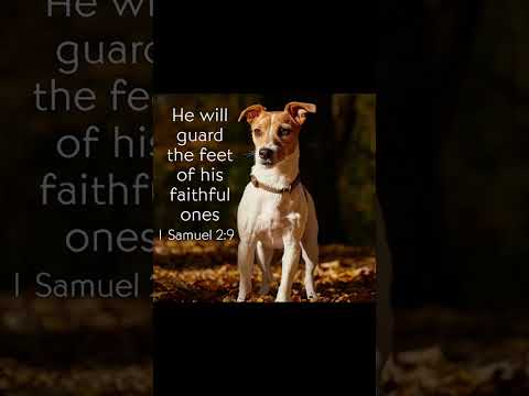 #worshipmusic #music #dailybibleverse #dog