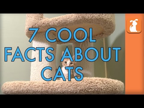 7 Cool Facts About Cats - UCPIvT-zcQl2H0vabdXJGcpg