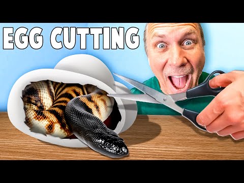 Snake Egg Cutting On Rare Snakes! Use code BRIANB50 to get 50% off your first Factor box at https_//bit.ly/3XGm6ZX!
The Legacy Aquariu