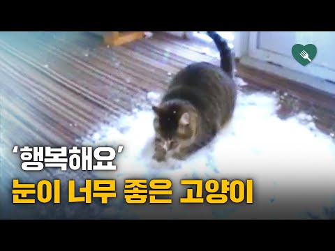 집냥이가 겨울만 기다리는 이유